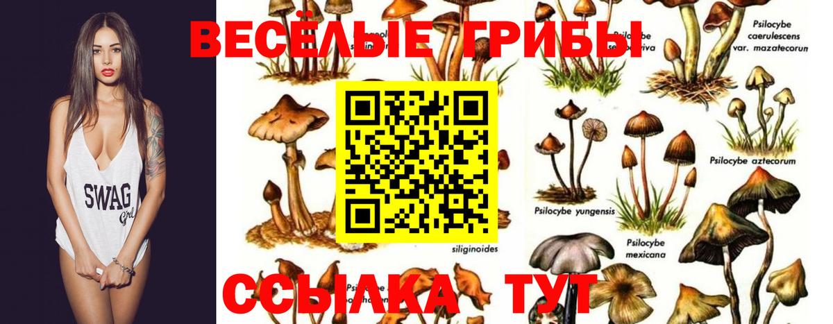 Озёрск  Псилоцибиновые грибы прущие грибы  Псилоцибиновые грибы GOLDEN TEACHER  Вход с VPN 